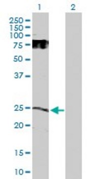 Anti-GDNF antibody produced in rabbit purified immunoglobulin, buffered aqueous solution