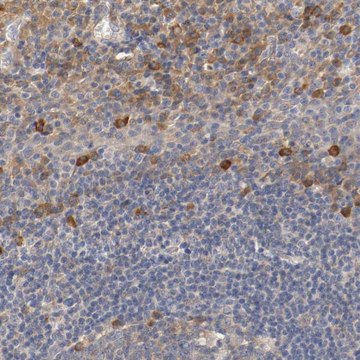 Anti-TNFSF13 antibody produced in rabbit Prestige Antibodies&#174; Powered by Atlas Antibodies, affinity isolated antibody, buffered aqueous glycerol solution