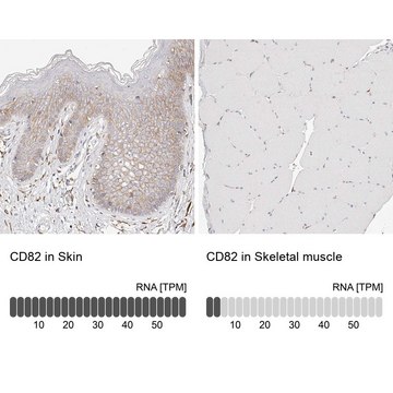 Anti-CD82 antibody produced in rabbit Prestige Antibodies&#174; Powered by Atlas Antibodies, affinity isolated antibody, buffered aqueous glycerol solution