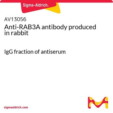 Anti-RAB3A antibody produced in rabbit IgG fraction of antiserum