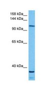 Anti-KIF5B (AB2) antibody produced in rabbit affinity isolated antibody