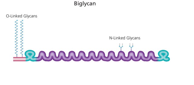 Biglycan from bovine articular cartilage (essentially salt-free (from 0.2 &#956;m filtered solution))