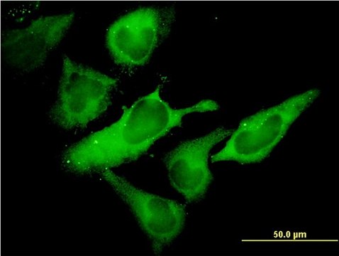 Monoclonal Anti-EIF2S1 antibody produced in mouse clone 3H12-C11, purified immunoglobulin, buffered aqueous solution