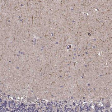 Anti-RIT2 antibody produced in rabbit Prestige Antibodies&#174; Powered by Atlas Antibodies, affinity isolated antibody