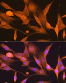 Anti-ISG15 antibody produced in rabbit