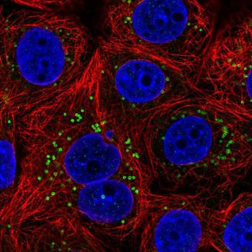 Anti-FAF2 antibody produced in rabbit Prestige Antibodies&#174; Powered by Atlas Antibodies, affinity isolated antibody