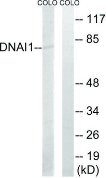 Anti-DNAI1 antibody produced in rabbit affinity isolated antibody