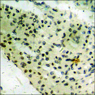 Anti-phospho-CD50/ICAM-3 (pSer518) antibody produced in rabbit affinity isolated antibody