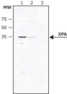 Anti-XPA (C-terminal) 兔抗 IgG fraction of antiserum, buffered aqueous solution