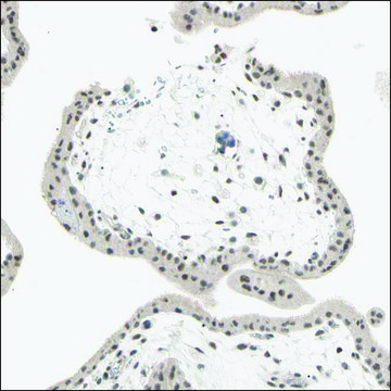 Anti-ASPN antibody produced in rabbit Prestige Antibodies&#174; Powered by Atlas Antibodies, affinity isolated antibody, buffered aqueous glycerol solution