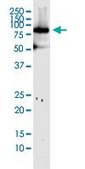 Monoclonal Anti-MFN1 antibody produced in mouse clone 3C9, purified immunoglobulin, buffered aqueous solution