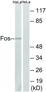 Anti-FOS antibody produced in rabbit affinity isolated antibody