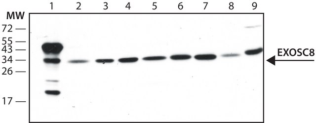 Anti-EXOSC8 (N-terminal) antibody produced in rabbit ~1.0&#160;mg/mL, affinity isolated antibody