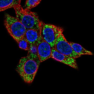 Anti-COQ8A antibody produced in rabbit Prestige Antibodies&#174; Powered by Atlas Antibodies, affinity isolated antibody