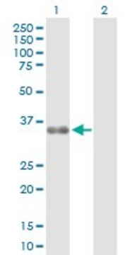 Anti-ZMAT3 antibody produced in rabbit purified immunoglobulin, buffered aqueous solution