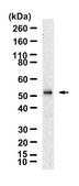 Anti-CXCR2/IL-8RB Antibody, clone 2D18 ZooMAb® Rabbit Monoclonal recombinant, expressed in HEK 293 cells