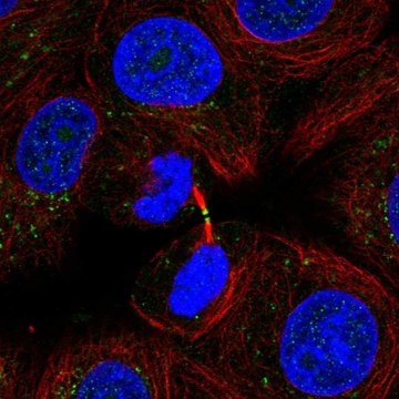 Anti-ADAMTS19 antibody produced in rabbit Prestige Antibodies&#174; Powered by Atlas Antibodies, affinity isolated antibody