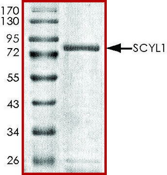 SCYL1, GST tagged human recombinant, expressed in baculovirus infected Sf9 cells, &#8805;70% (SDS-PAGE), buffered aqueous glycerol solution