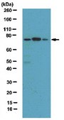 Anti-Metadherin Antibody from rabbit, purified by affinity chromatography