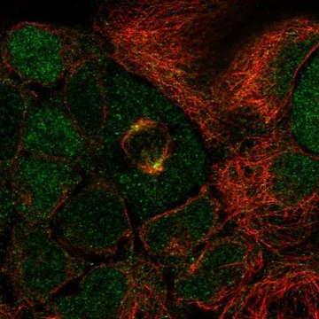 Anti-SP6 antibody produced in rabbit Prestige Antibodies&#174; Powered by Atlas Antibodies, affinity isolated antibody, buffered aqueous glycerol solution