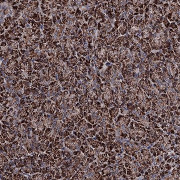 Anti-COA4 antibody produced in rabbit Prestige Antibodies&#174; Powered by Atlas Antibodies, affinity isolated antibody, buffered aqueous glycerol solution