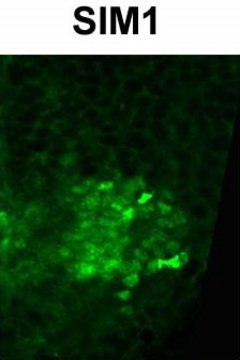 Anti-SIM1 antibody produced in rabbit affinity isolated antibody