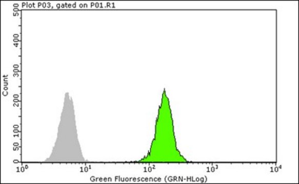 Anti-Y14 Antibody, clone 4C4 clone 4C4, from mouse