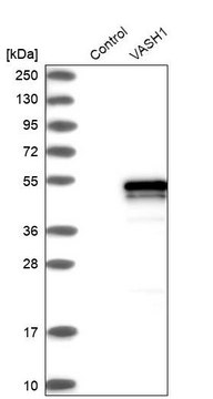 Anti-VASH1 antibody produced in rabbit Prestige Antibodies&#174; Powered by Atlas Antibodies, affinity isolated antibody, buffered aqueous glycerol solution