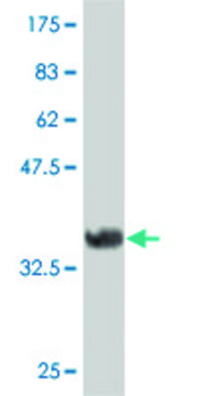 ANTI-FRZB antibody produced in mouse clone 4E5, purified immunoglobulin, buffered aqueous solution