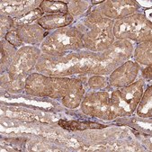 Anti-SPATS2 antibody produced in rabbit Prestige Antibodies® Powered by Atlas Antibodies, affinity isolated antibody, buffered aqueous glycerol solution