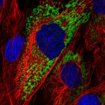 Anti-COL11A1 antibody produced in rabbit Prestige Antibodies&#174; Powered by Atlas Antibodies, affinity isolated antibody