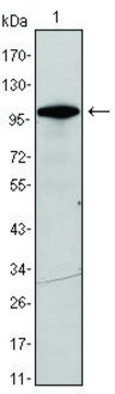 Monoclonal Anti-DDX4 antibody produced in mouse clone 2F9H5, ascites fluid