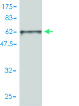 Monoclonal Anti-FRS2, (N-terminal) antibody produced in mouse clone 1F7-1D6, purified immunoglobulin, buffered aqueous solution