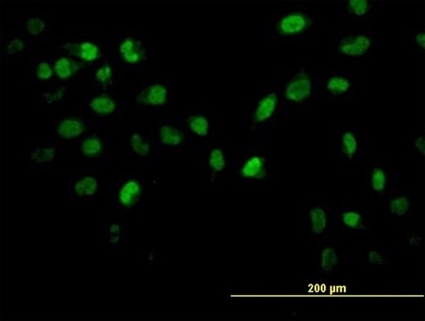 ANTI-AKT2 antibody produced in mouse clone 1D9, purified immunoglobulin, buffered aqueous solution