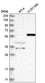 Anti-NRBP2 antibody produced in rabbit Prestige Antibodies® Powered by Atlas Antibodies, affinity isolated antibody