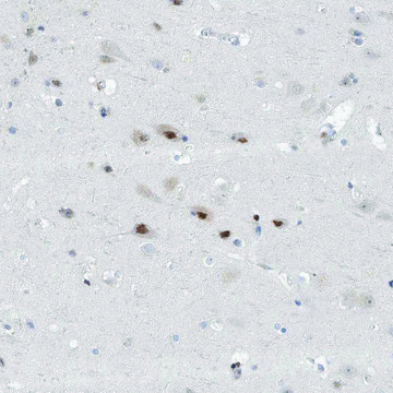 Anti-CAMTA1 antibody produced in rabbit Prestige Antibodies&#174; Powered by Atlas Antibodies, affinity isolated antibody, buffered aqueous glycerol solution