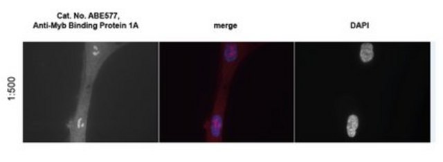 Anti-Myb Binding Protein 1A Antibody serum, from rabbit