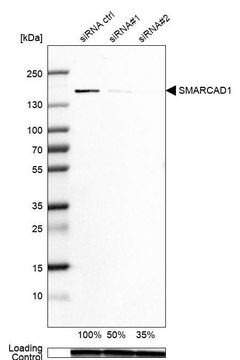 Anti-SMARCAD1 antibody produced in rabbit Prestige Antibodies&#174; Powered by Atlas Antibodies, affinity isolated antibody, buffered aqueous glycerol solution