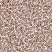 Anti-UQCRQ antibody produced in rabbit Prestige Antibodies® Powered by Atlas Antibodies, affinity isolated antibody, buffered aqueous glycerol solution