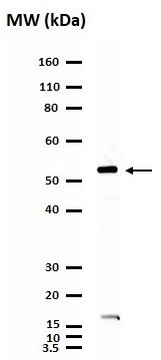 Anti-Nicotinic Acetylcholine Receptor &#945;7 Antibody Chemicon&#174;, from rabbit