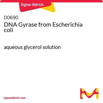 DNA Gyrase from Escherichia coli aqueous glycerol solution