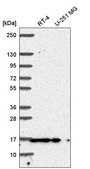 Anti-PIN1 antibody produced in rabbit Prestige Antibodies® Powered by Atlas Antibodies, affinity isolated antibody