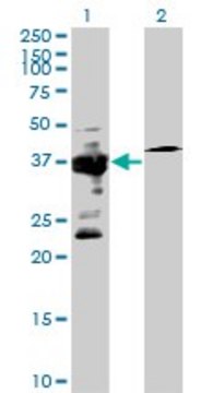 Anti-IGBP1 antibody produced in mouse purified immunoglobulin, buffered aqueous solution