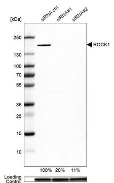 Anti-ROCK1 antibody produced in rabbit Prestige Antibodies&#174; Powered by Atlas Antibodies, affinity isolated antibody, buffered aqueous glycerol solution