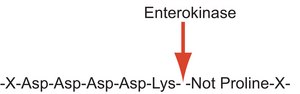 Enterokinase from bovine intestine BioUltra, recombinant, expressed in E. coli, ≥20 units/mg protein, ≥95% (SDS-PAGE)