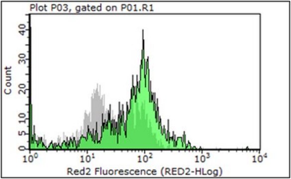 Anti-Ly6C Antibody, clone 6C3 clone 6C3, from rat