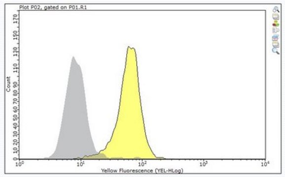 Anti-RASSF1 from rabbit, purified by affinity chromatography