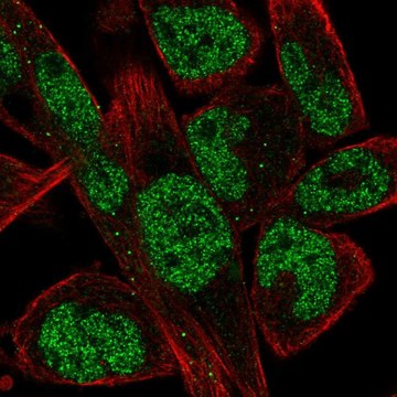 Anti-EBF1 antibody produced in rabbit Prestige Antibodies&#174; Powered by Atlas Antibodies, affinity isolated antibody