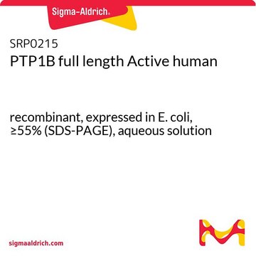 PTP1B full length Active human recombinant, expressed in E. coli, &#8805;55% (SDS-PAGE), aqueous solution