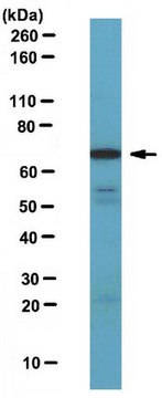 Anti-Netrin-1 Antibody serum, from rabbit